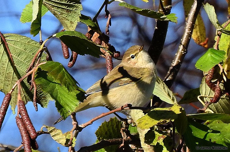 Common Chiffchaff - ML160192421