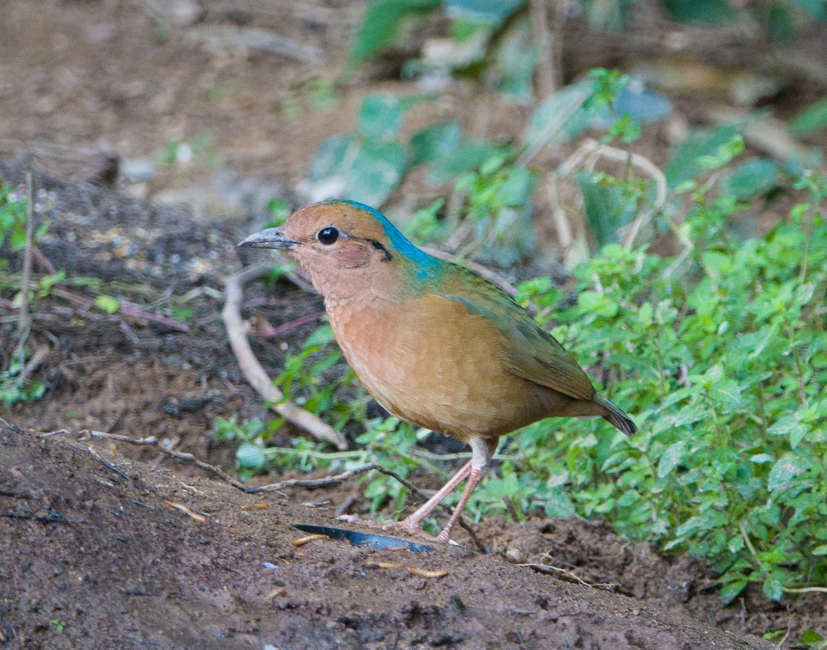 Blue-naped Pitta - Phil Hyde