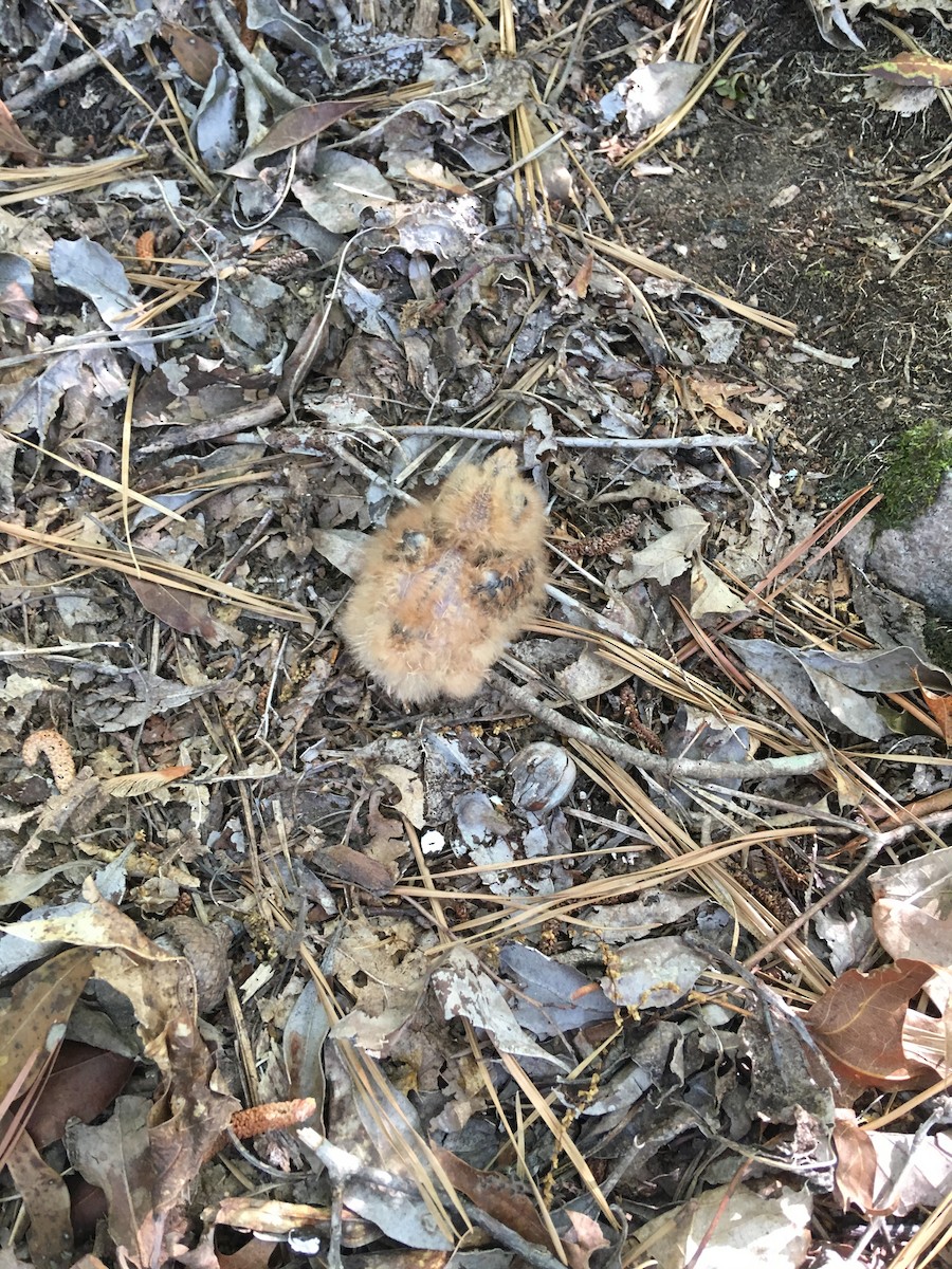 Eastern Whip-poor-will - Stephen Paull