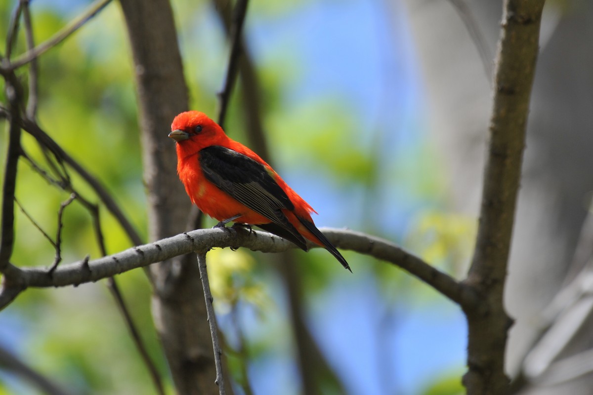 Piranga écarlate - ML160195811