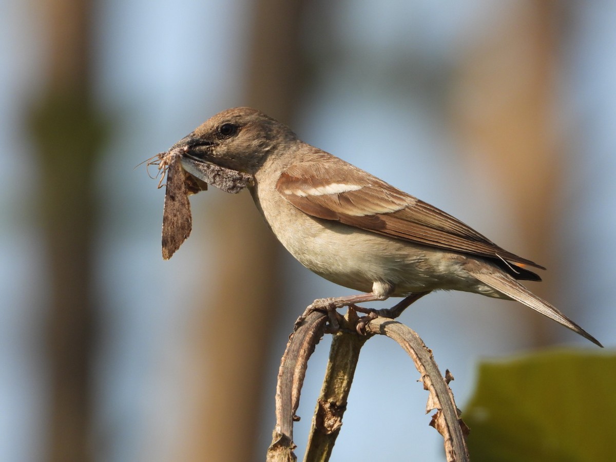 Yellow-throated Sparrow - Rekha Rawat