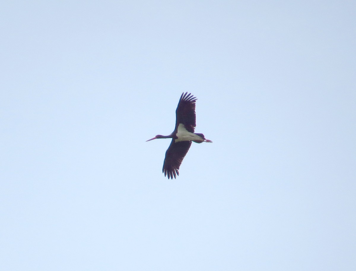 svartstork - ML160197861