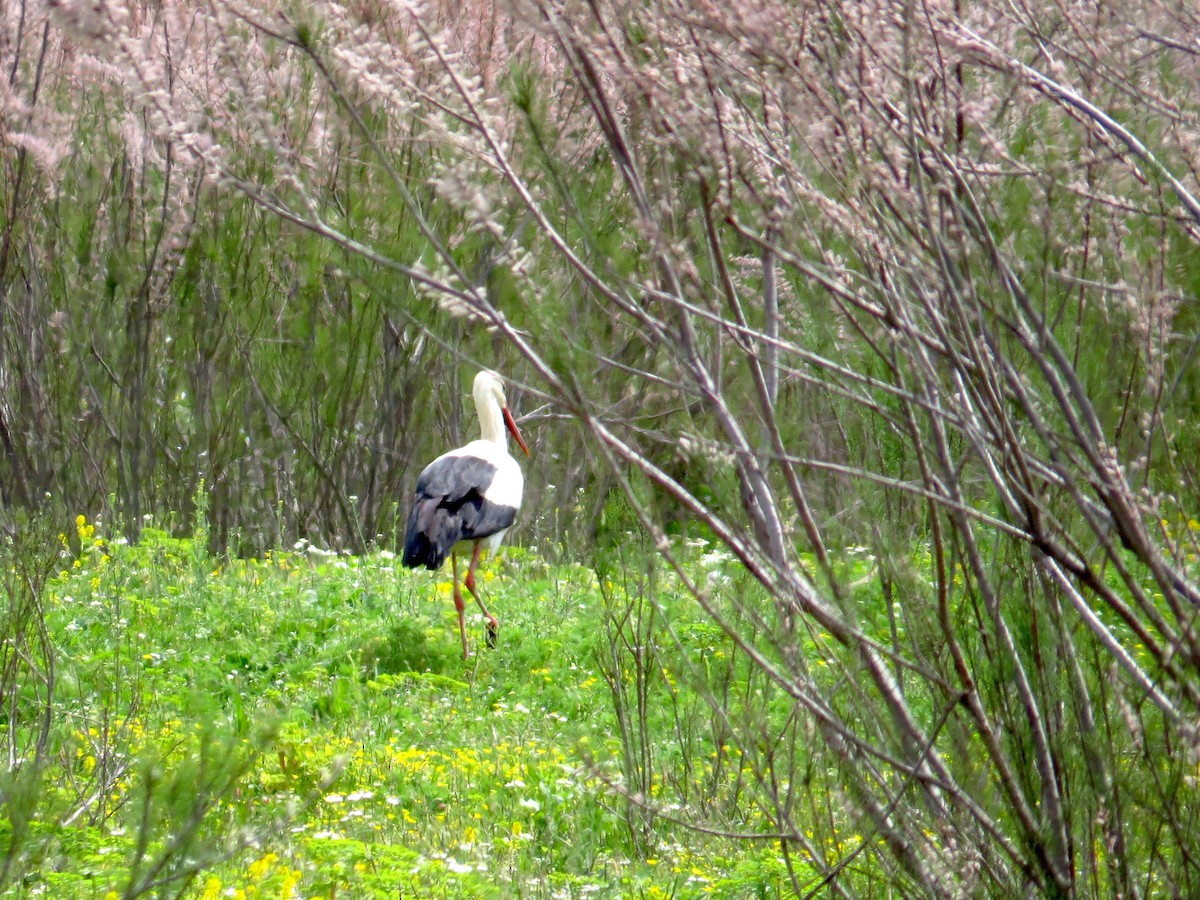 stork - ML160197871