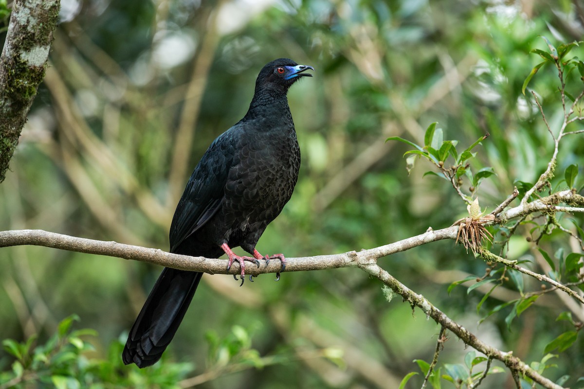 Schwarzguan - ML160198171