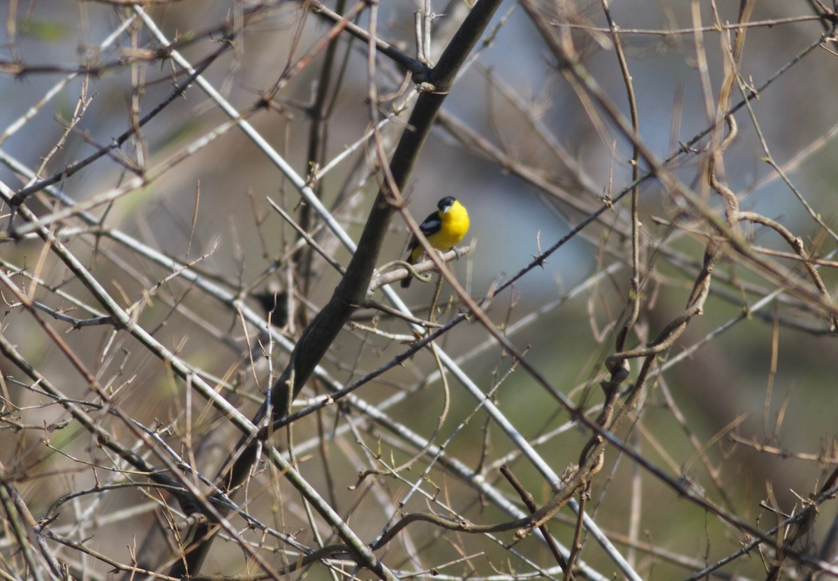 Common Iora - Gary Brunvoll