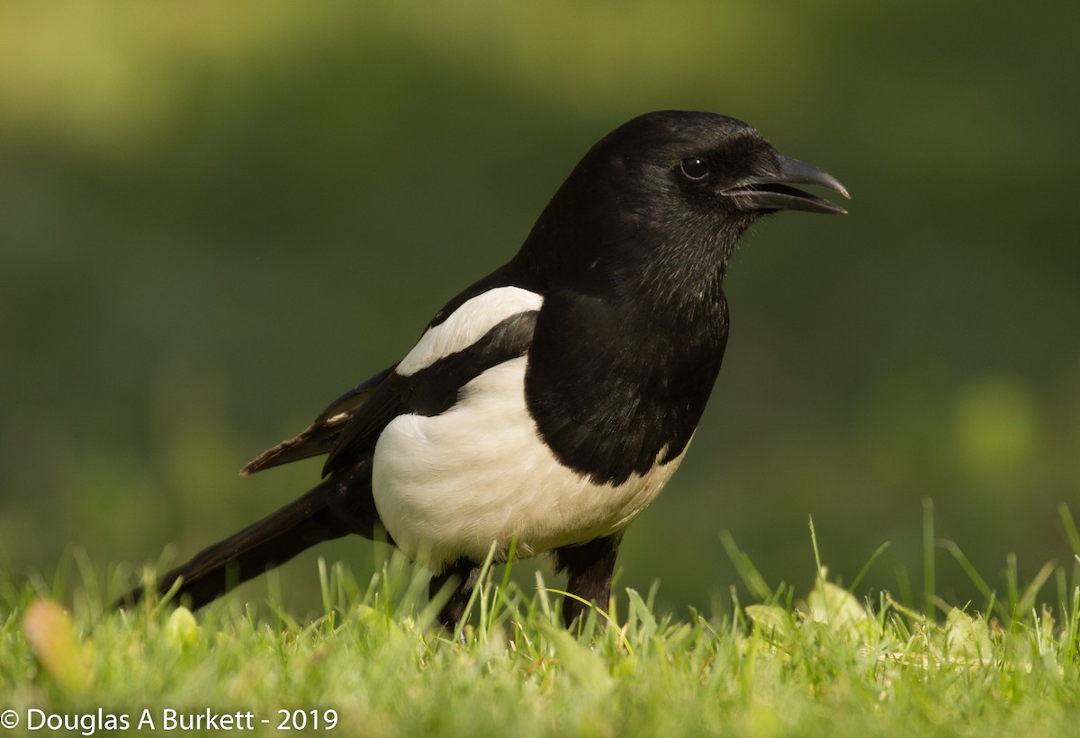 Oriental Magpie - ML160200721