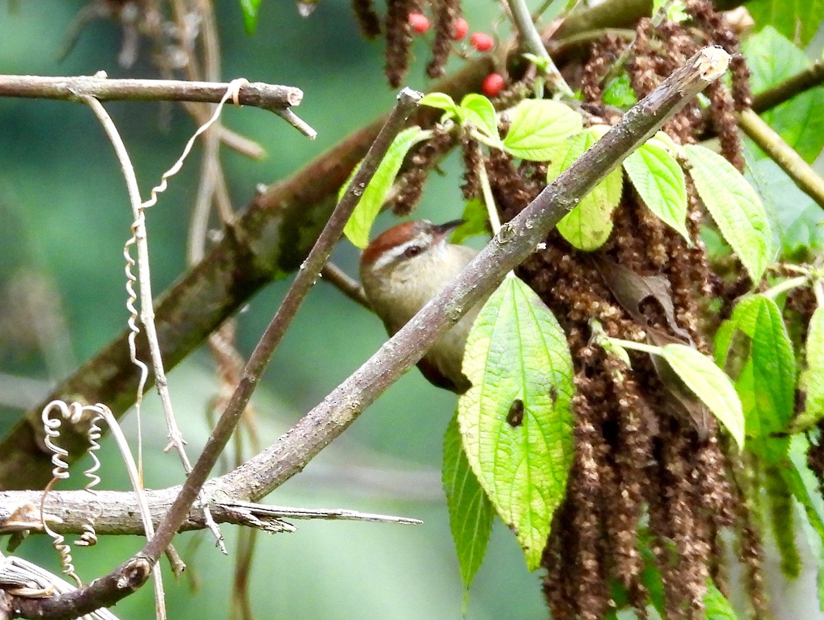 Pallid Spinetail - ML160200761