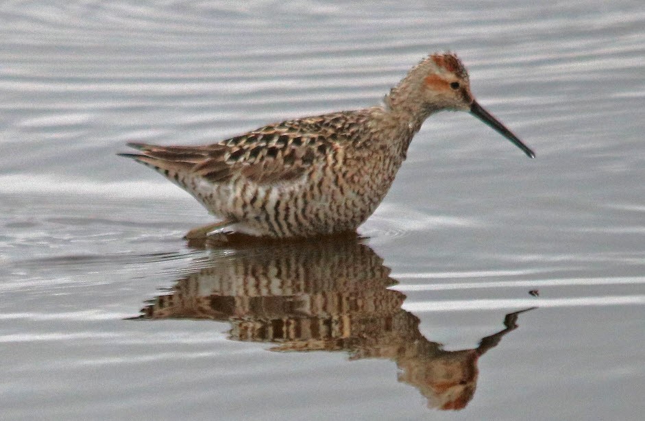 Stilt Sandpiper - ML160201771