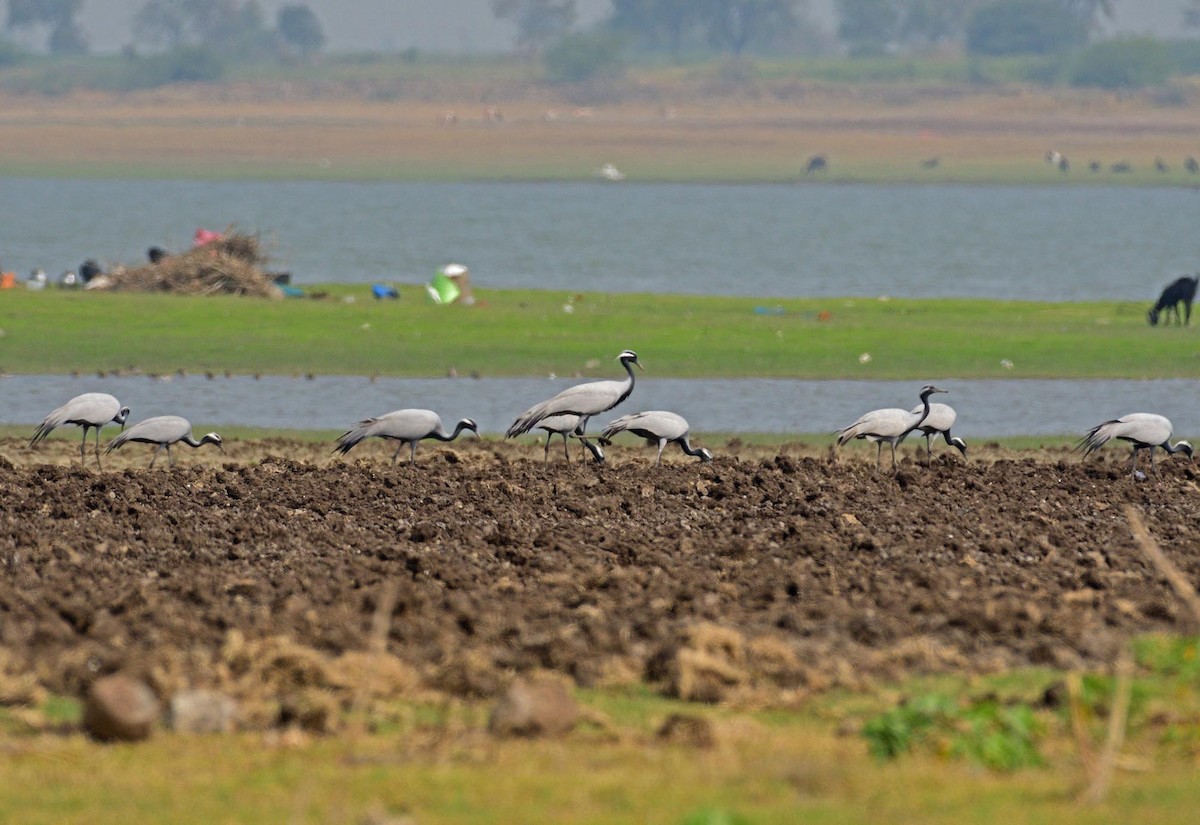 Demoiselle Crane - ML160201941