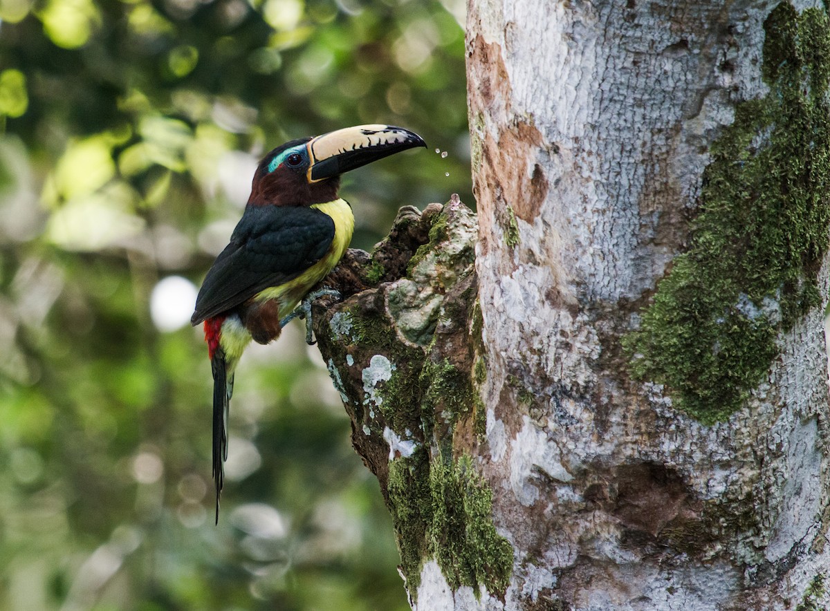 Lettered Aracari - Nick Athanas