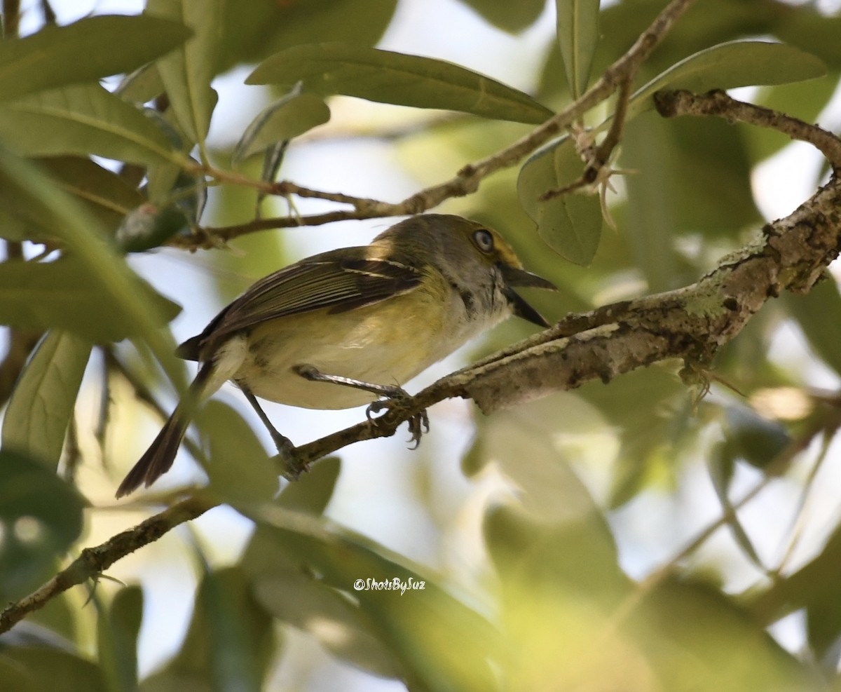 White-eyed Vireo - Suzanne Zuckerman