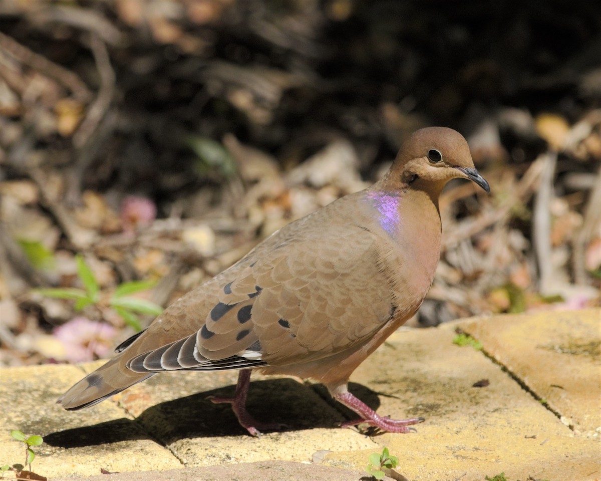 Zenaida Dove - ML160205661