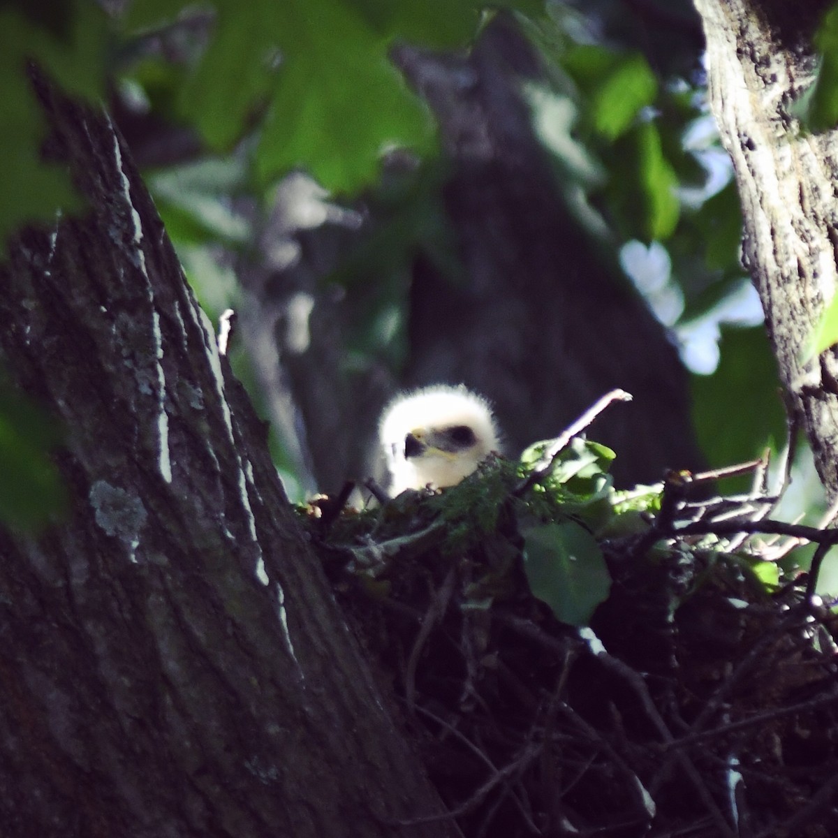 Red-shouldered Hawk - ML160208241