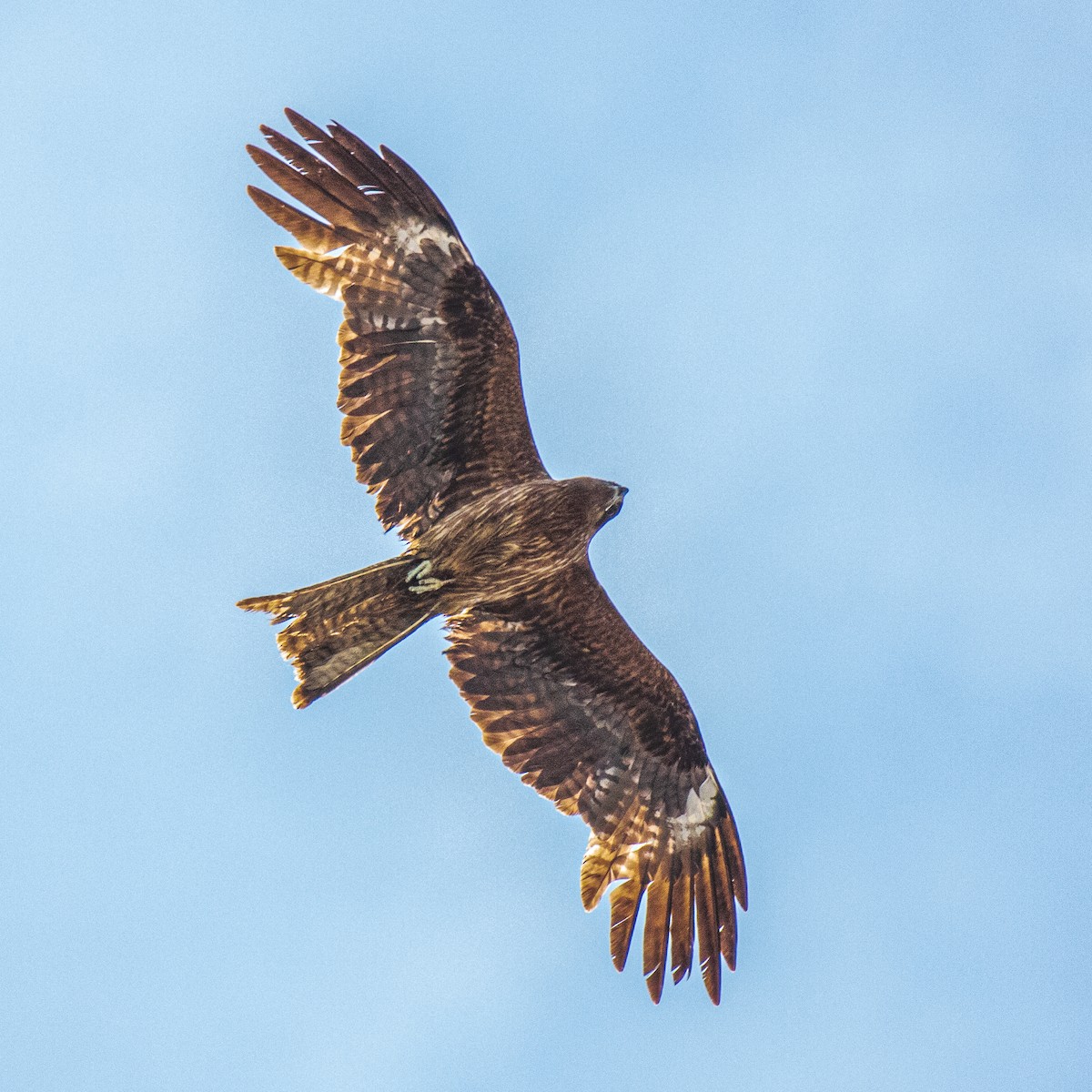 Black Kite (Black-eared) - ML160208441