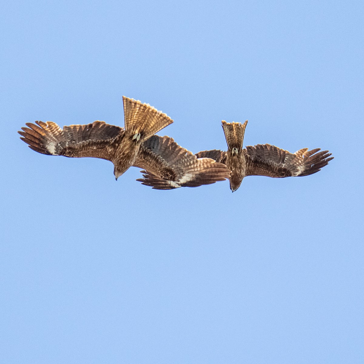 Black Kite (Black-eared) - ML160208491