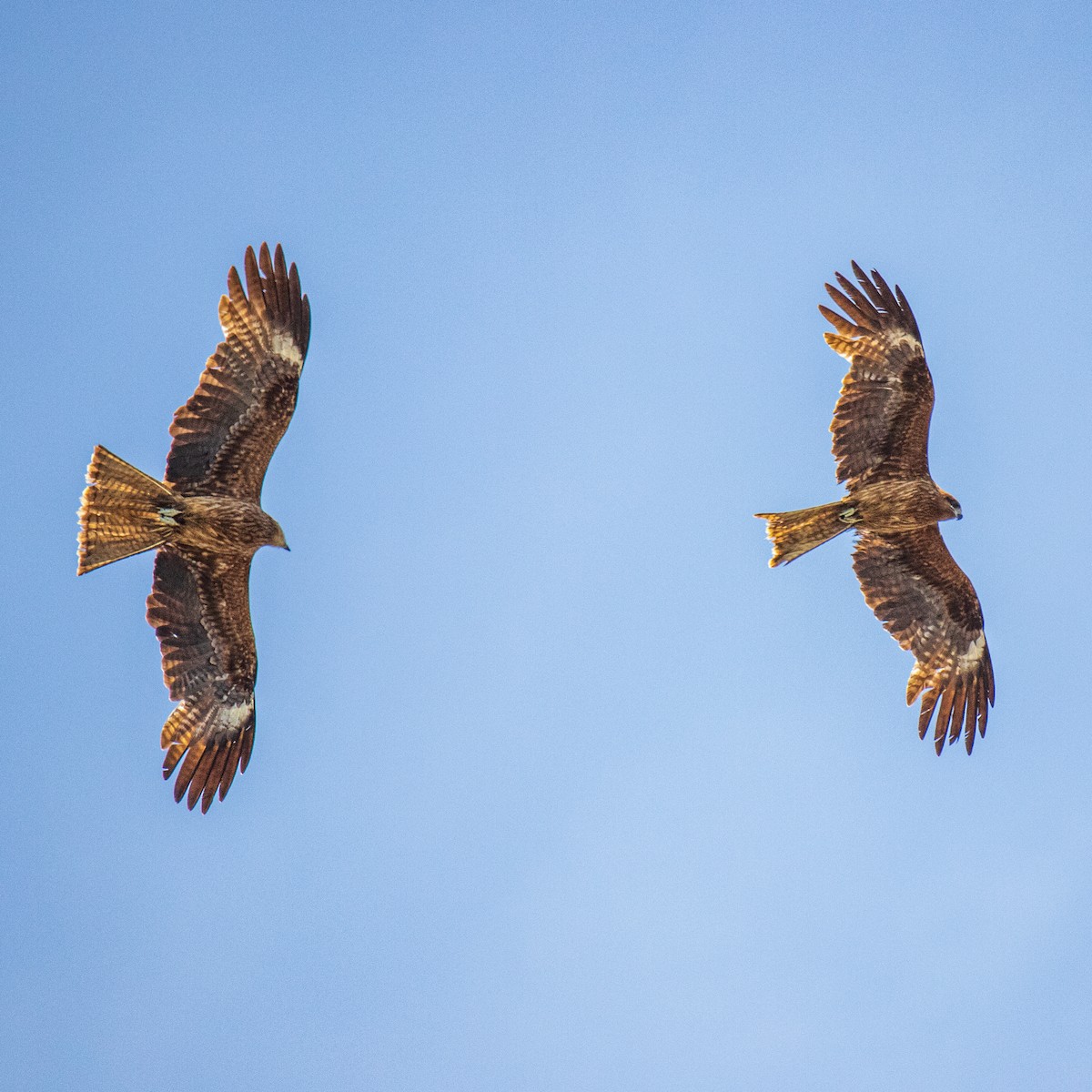 luňák hnědý (ssp. lineatus/formosanus) - ML160208541