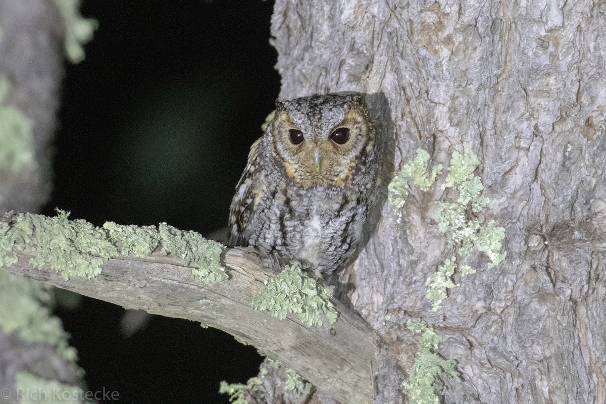 Flammulated Owl - ML160209131