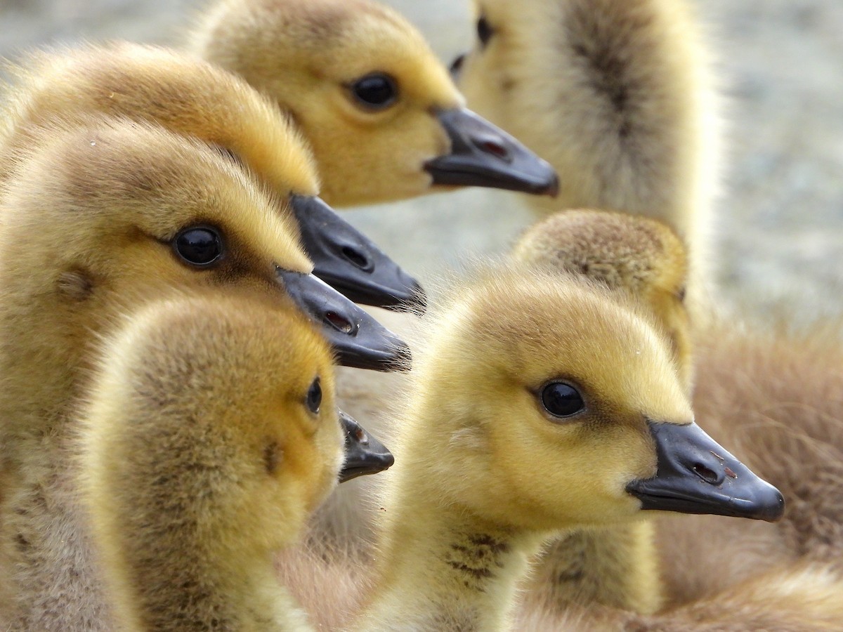 Canada Goose - Farshad Pourmalek