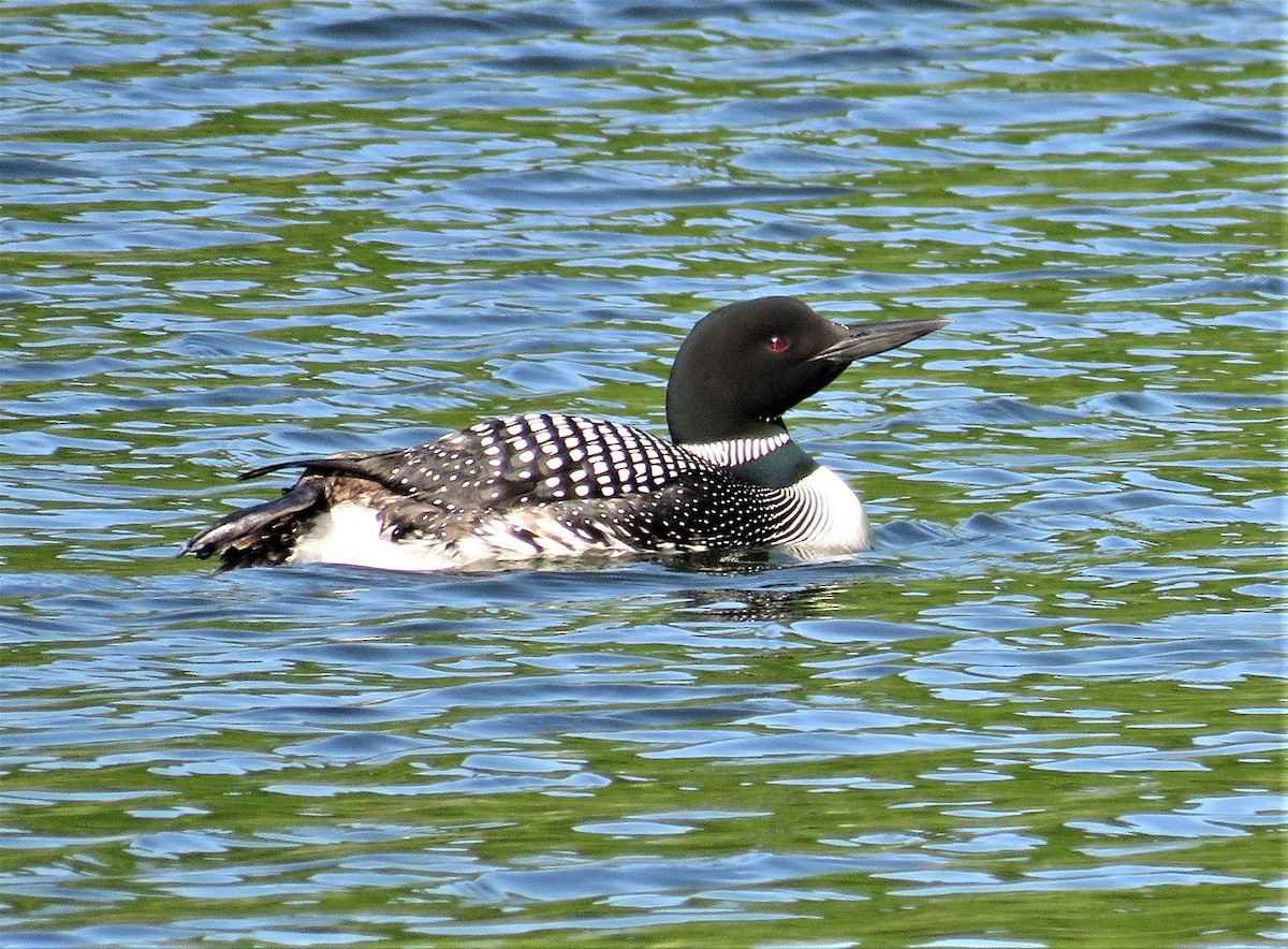 Plongeon huard - ML160209911