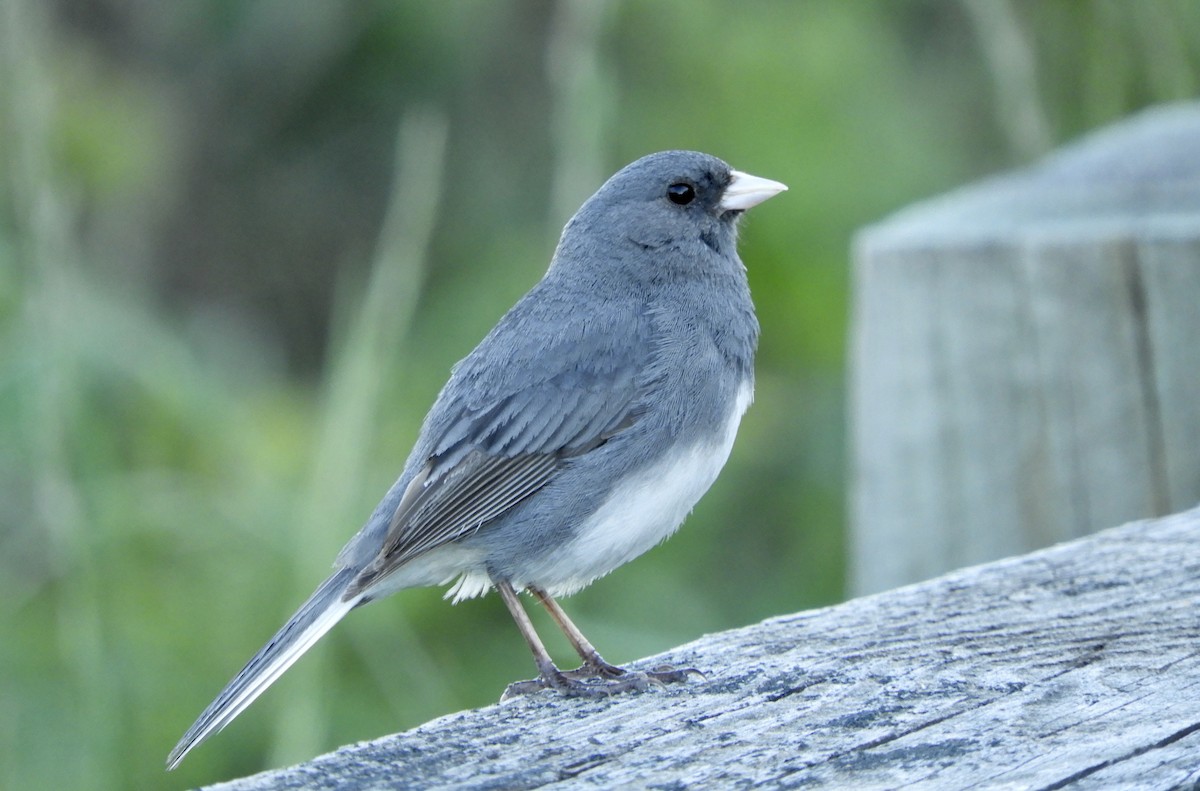 Dark-eyed Junco - ML160210561