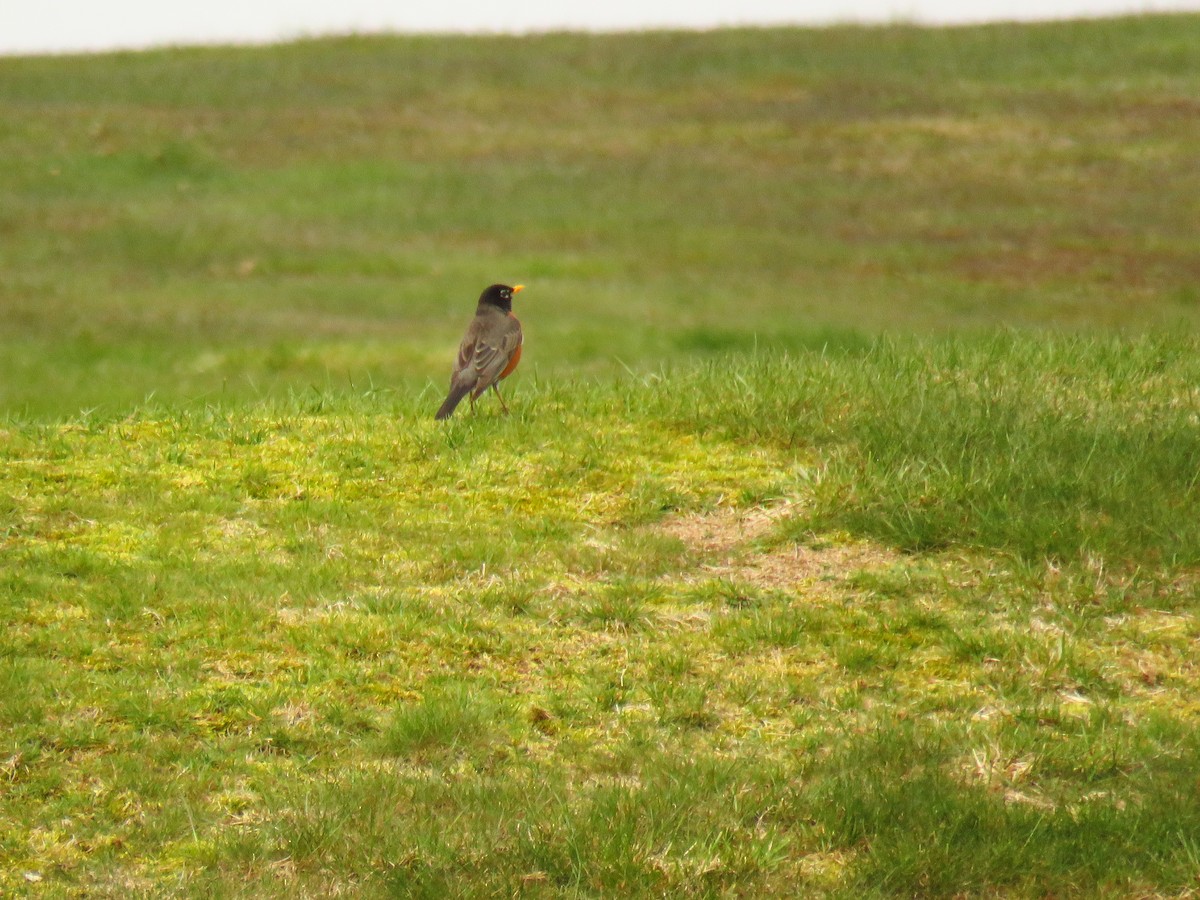 American Robin - ML160210951