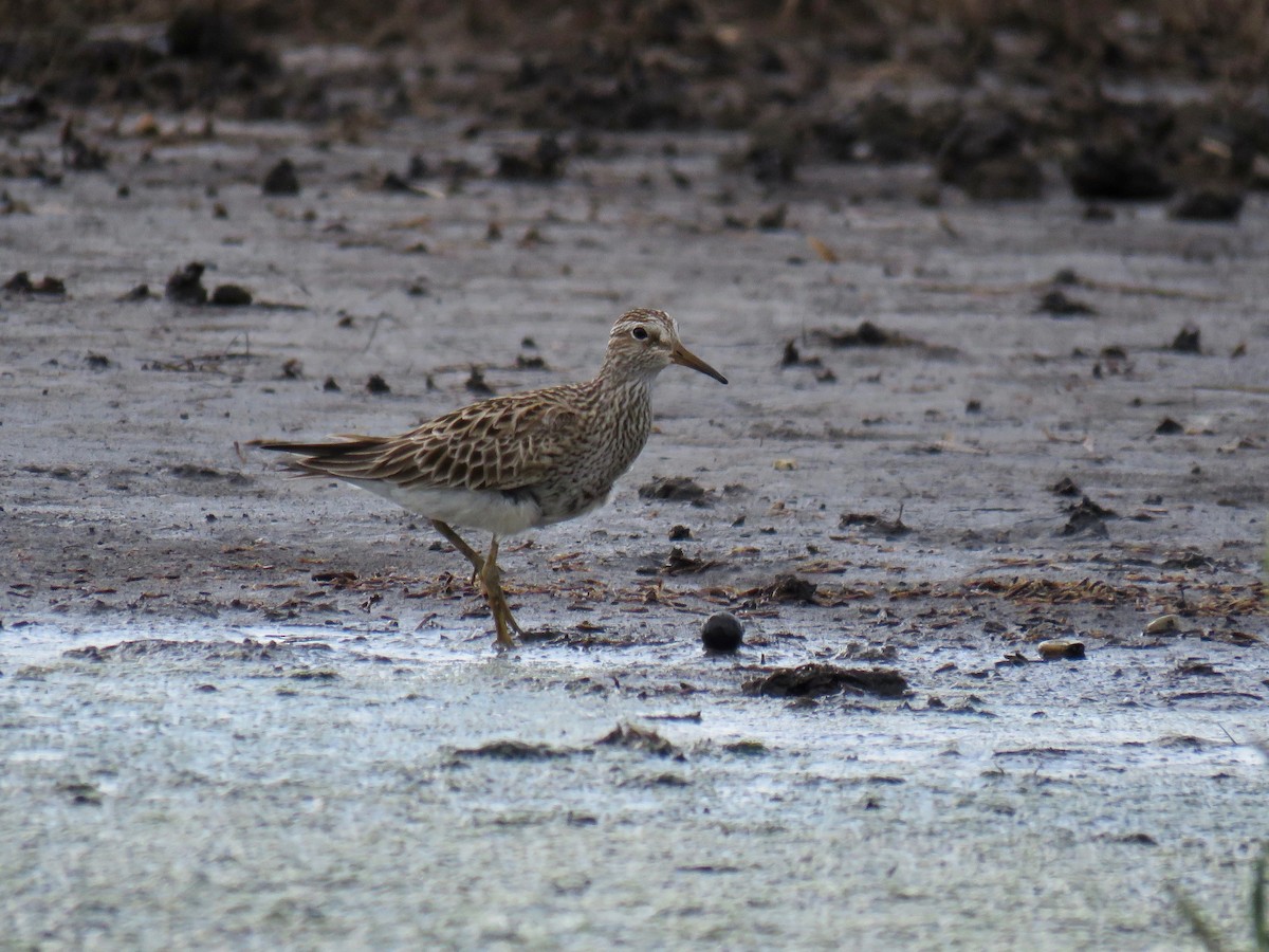 Bécasseau à poitrine cendrée - ML160211351