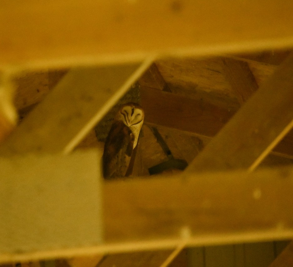 Barn Owl - ML160211801