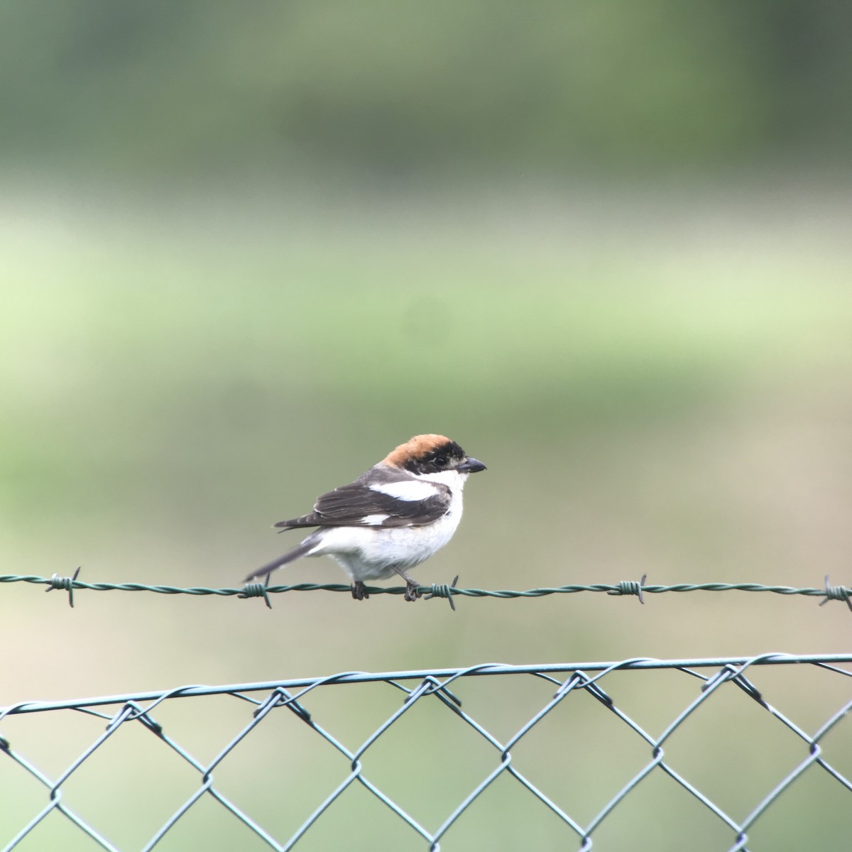 ťuhýk rudohlavý - ML160213101