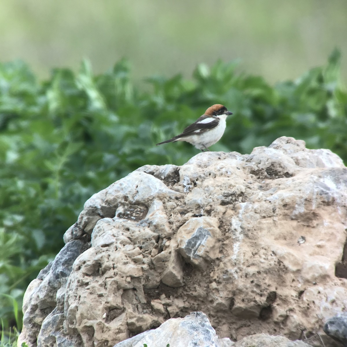 ťuhýk rudohlavý - ML160213121