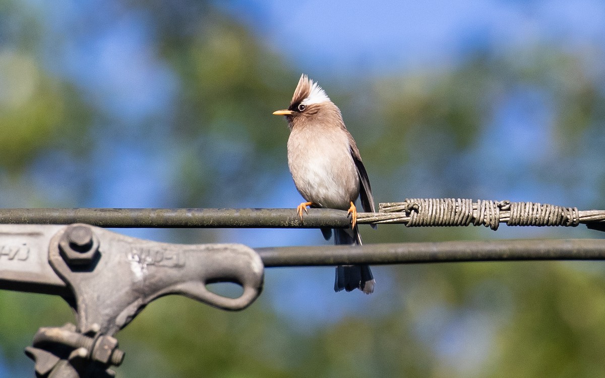 White-collared Yuhina - James Kennerley