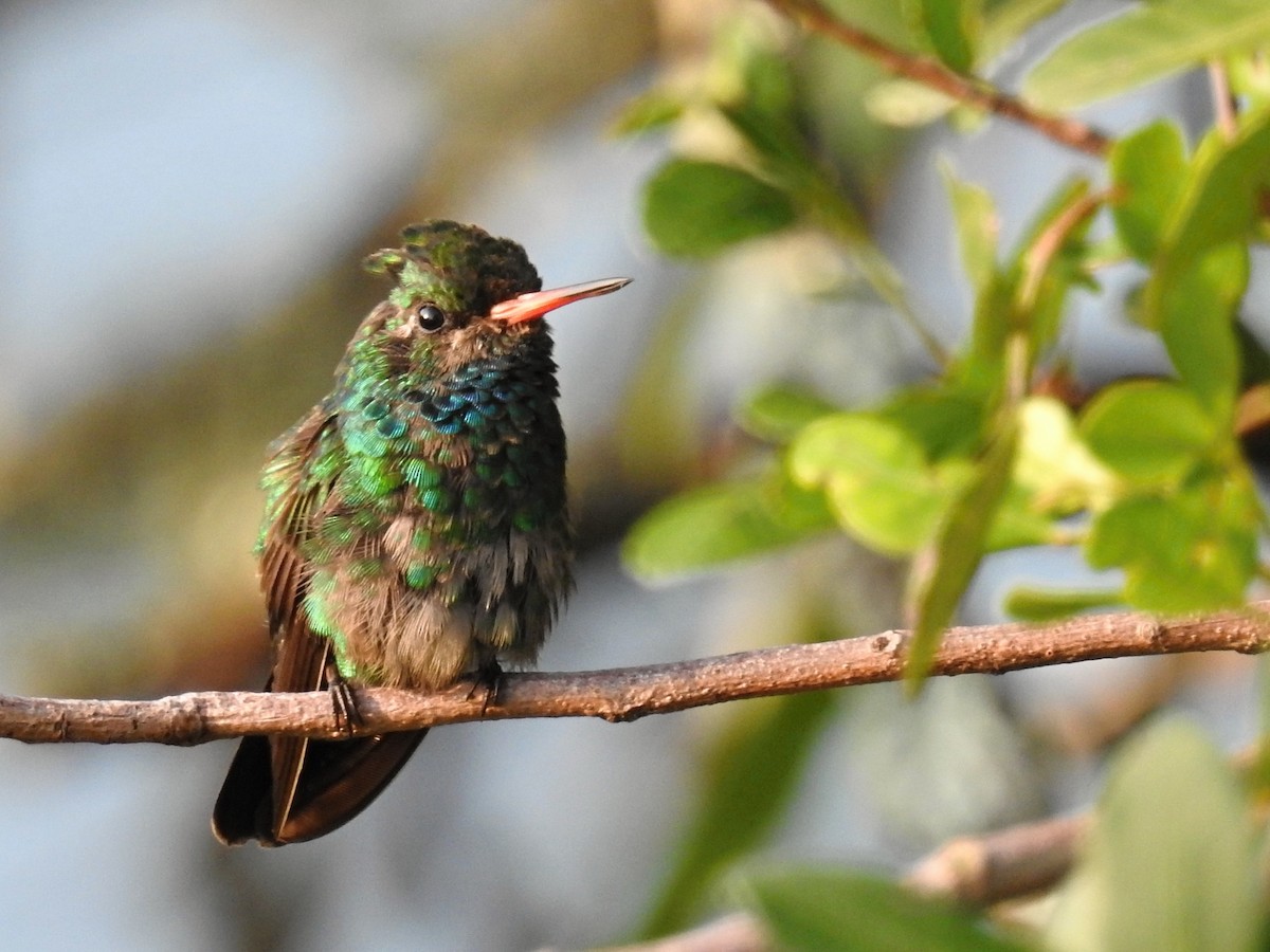 Glittering-bellied Emerald - Thays Hungria