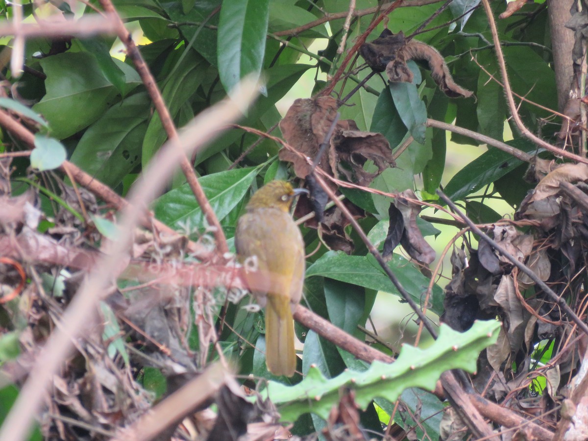 Pale-eyed Bulbul - ML160213931