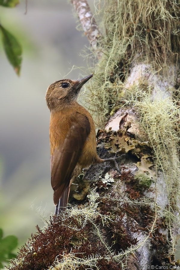 Smoky-brown Woodpecker - Eduardo De la cadena