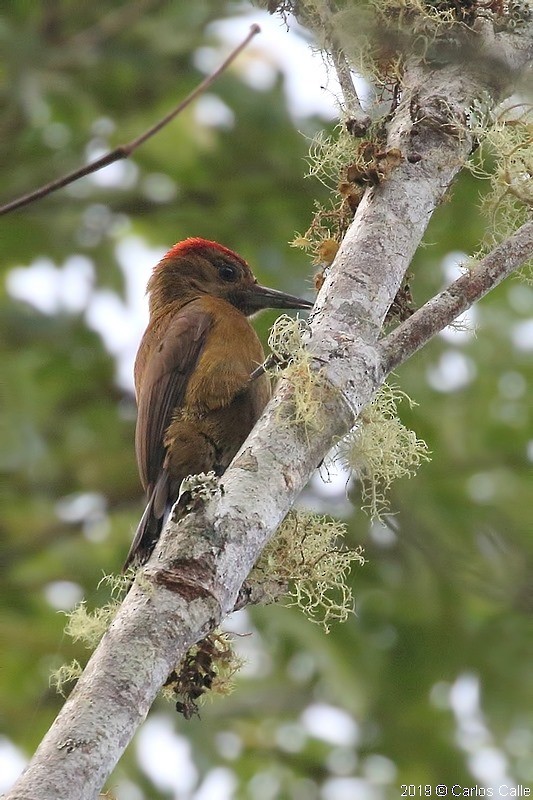 Smoky-brown Woodpecker - Eduardo De la cadena