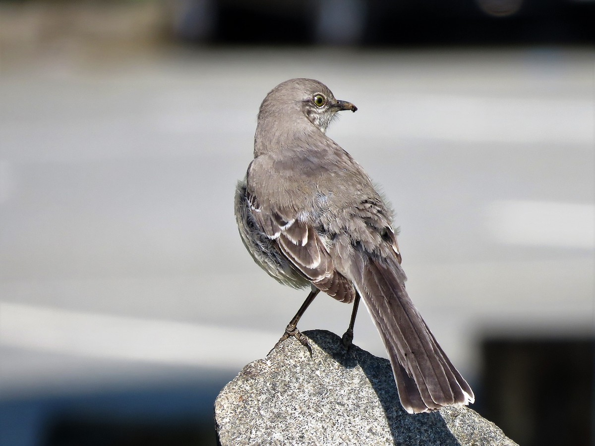 Northern Mockingbird - ML160215661