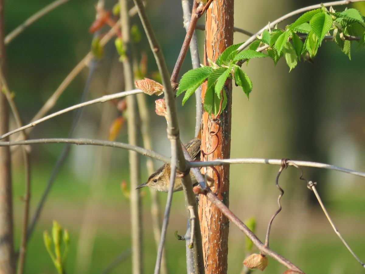 Marsh Wren - ML160216101