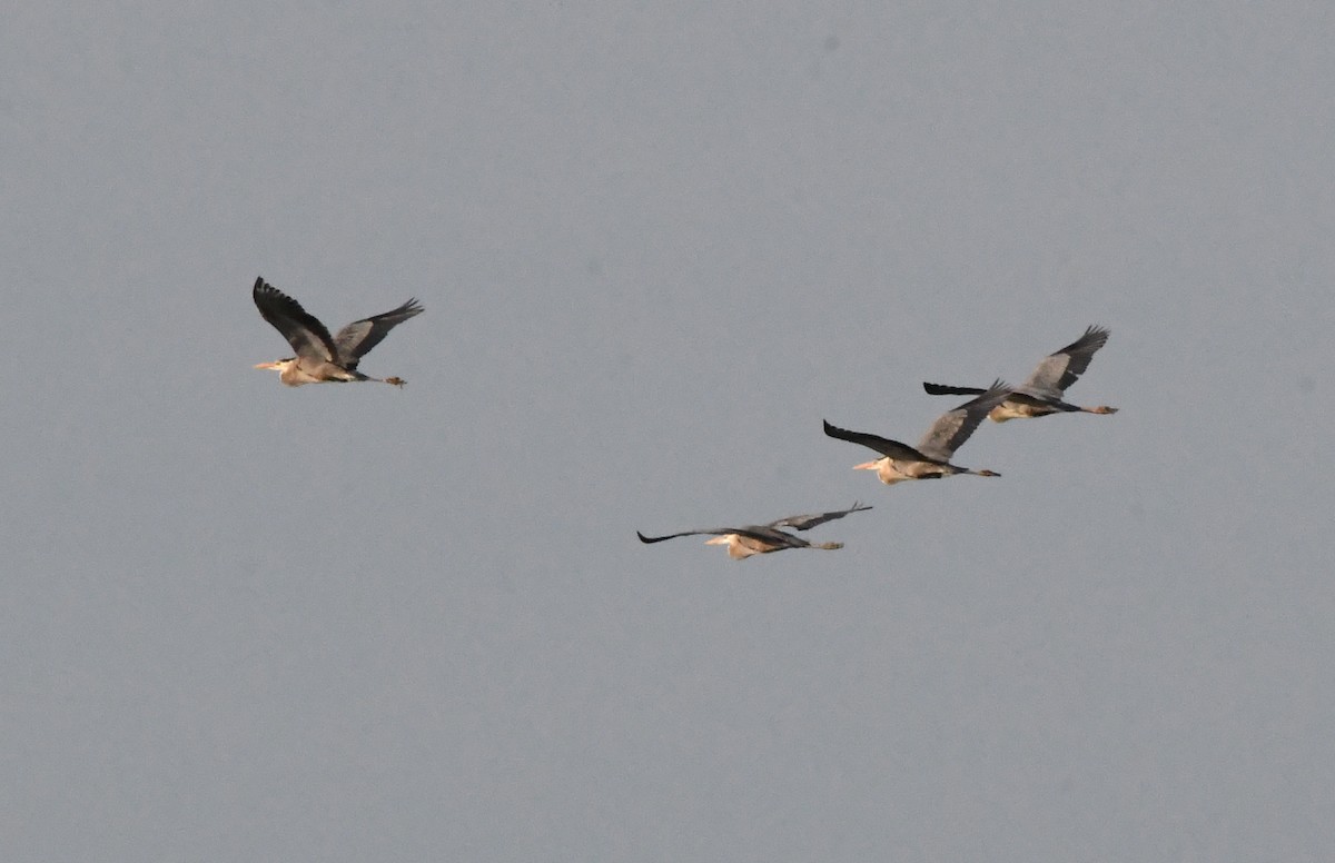 Great Blue Heron - ML160217291