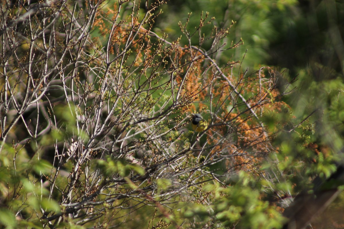 Mourning Warbler - ML160217491