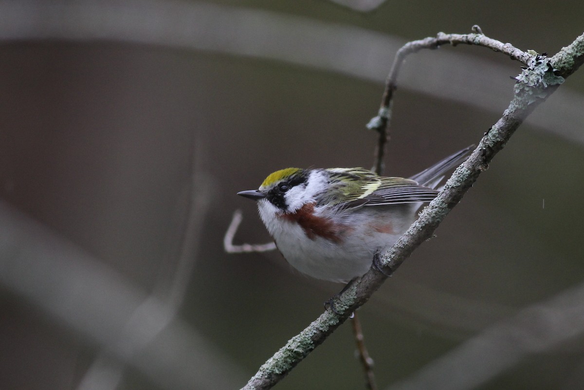 Chestnut-sided Warbler - ML160217521