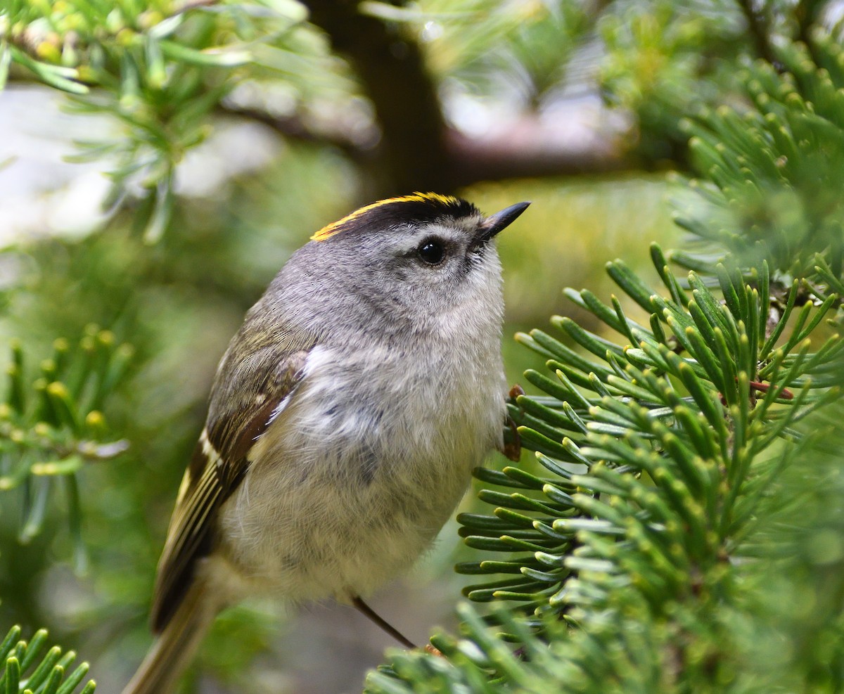 Golden-crowned Kinglet - Woody Gillies