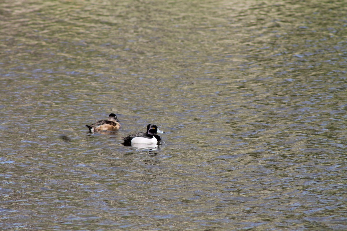 Ring-necked Duck - ML160217941