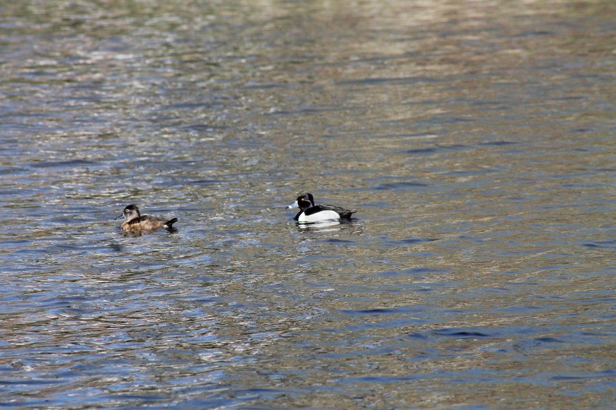 Ring-necked Duck - ML160217971