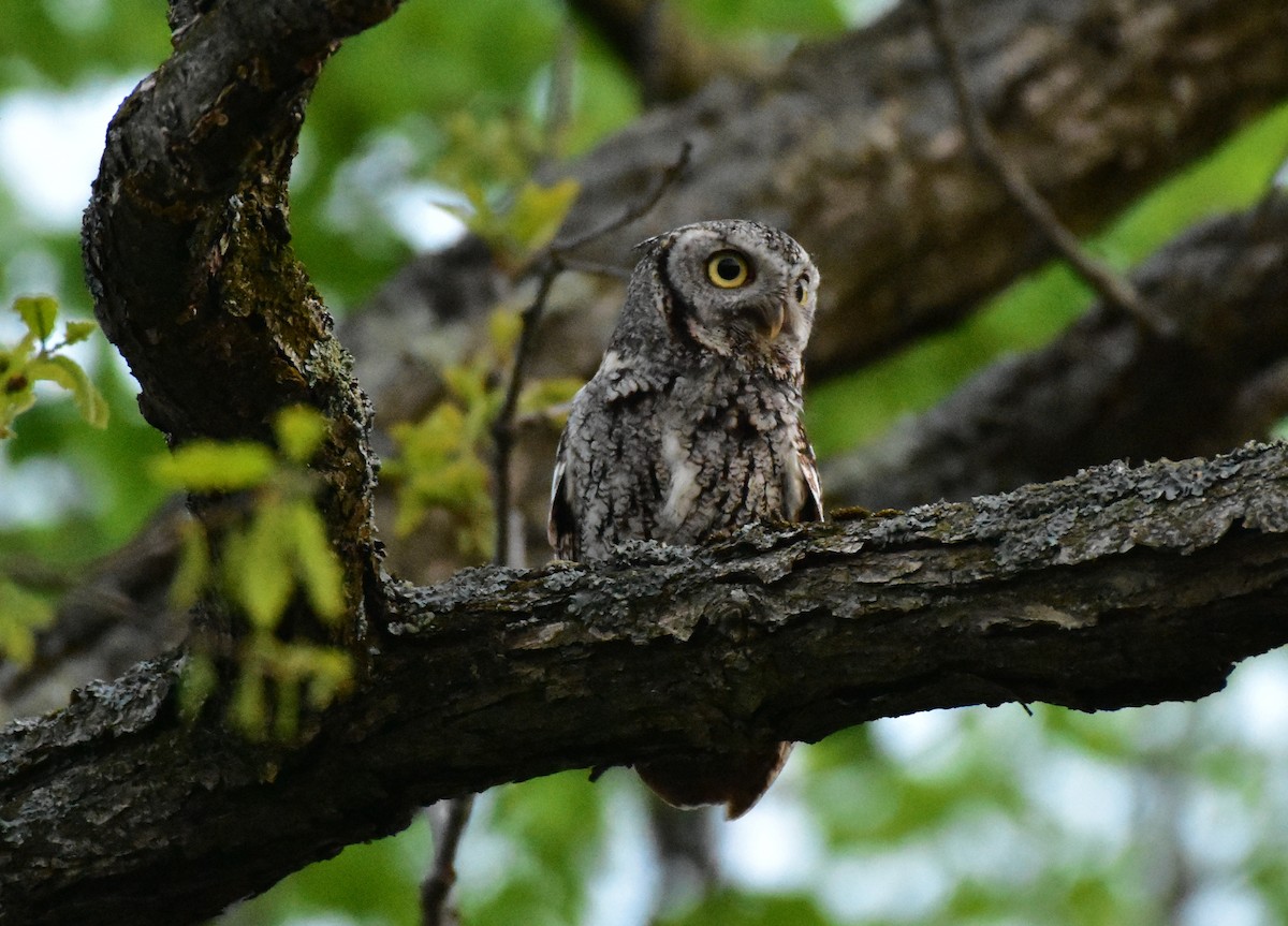 Eastern Screech-Owl - Henry Trombley