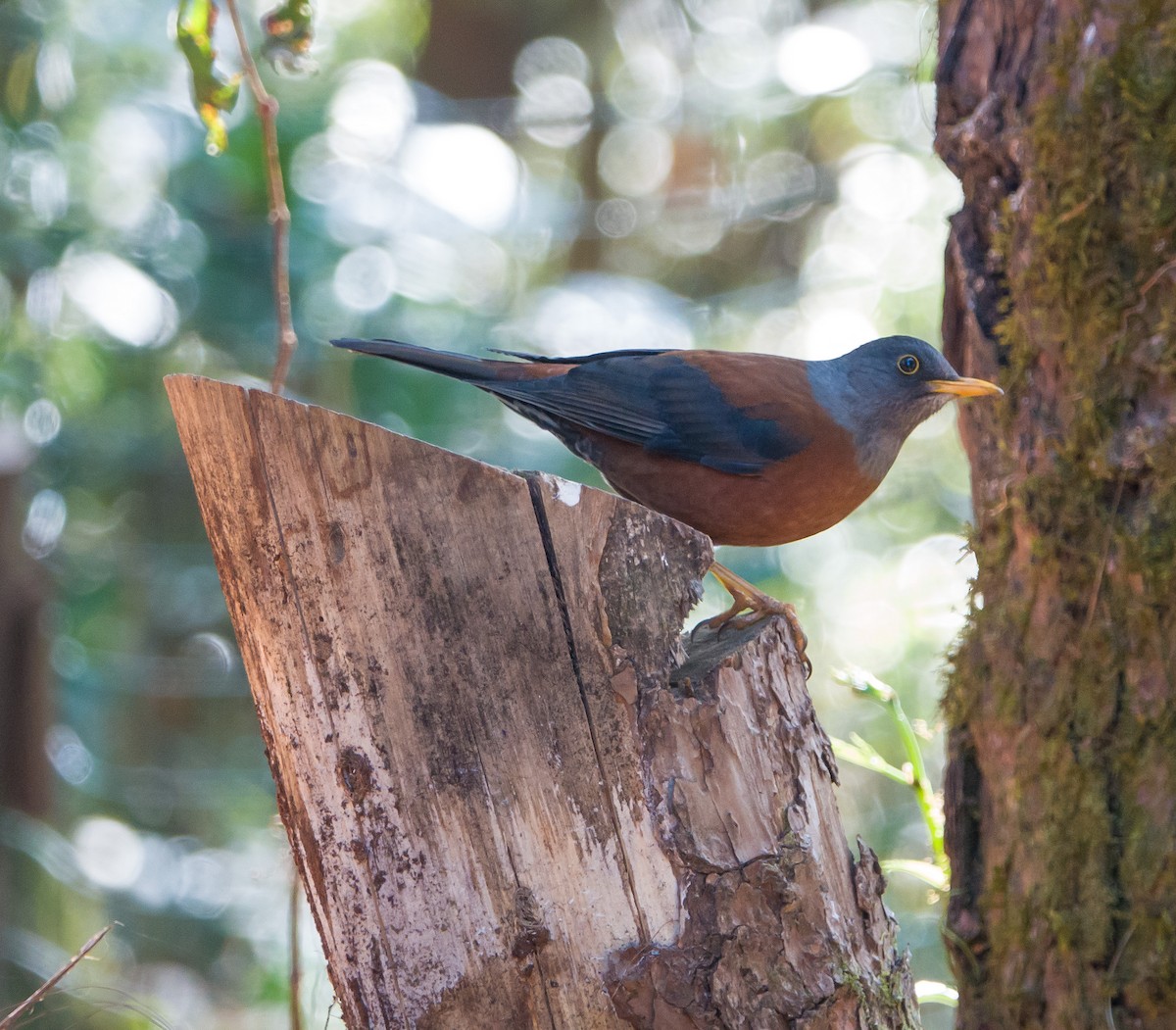 Chestnut Thrush - ML160220381