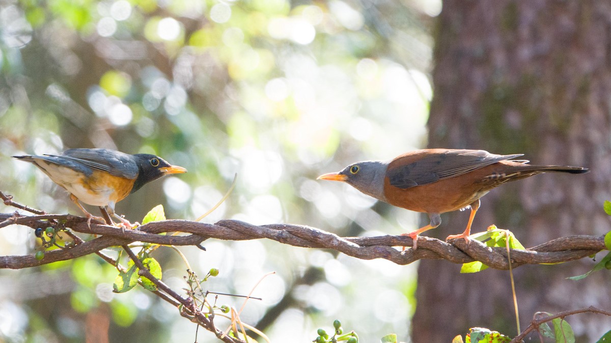 Chestnut Thrush - ML160220841