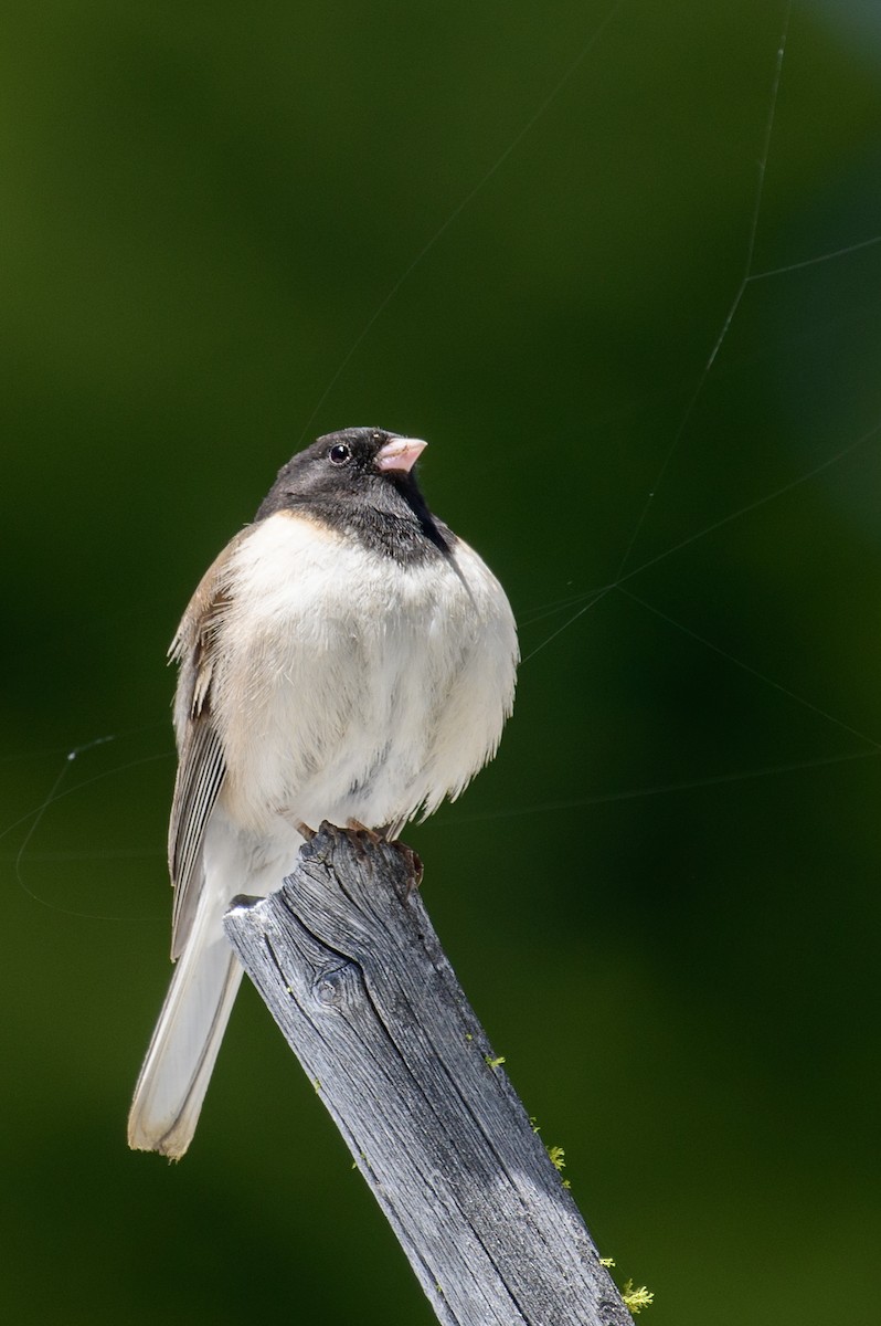 Dark-eyed Junco (Oregon) - ML160221931