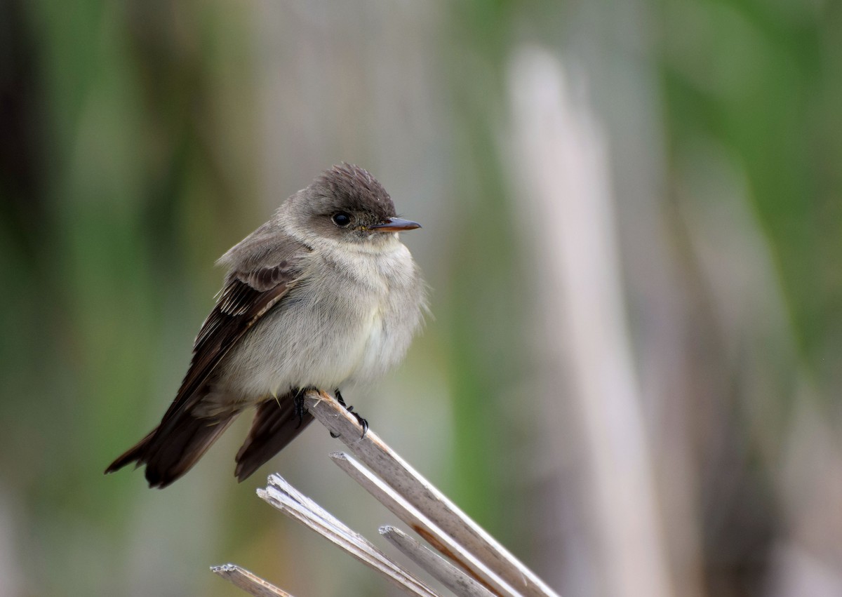 Western Wood-Pewee - Santi Tabares