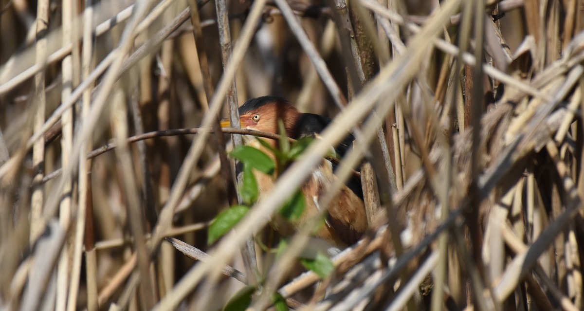 Least Bittern - ML160222461