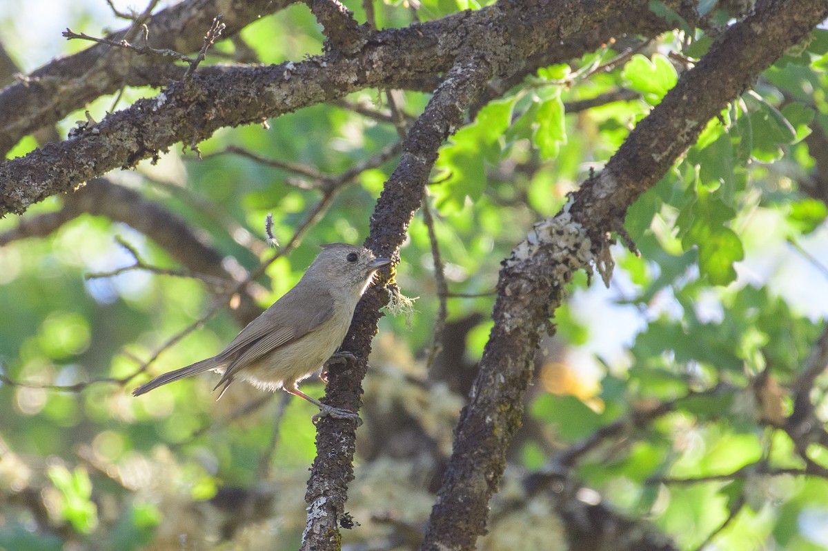 Oak Titmouse - ML160222531