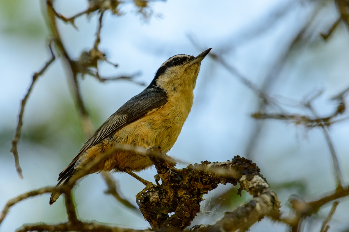 Red-breasted Nuthatch - ML160222581